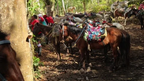 Pack horses with nice paddles wait for their tour under a shady trees. Stock Footage 201915131