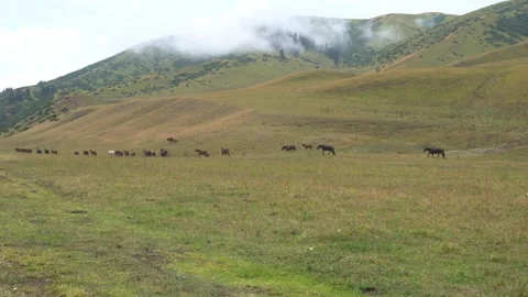 A pack of horses runs through fields near hills Video stock 300178139