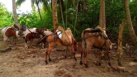 Pack Horses Standing in Tropical Forest Clearing in Tayrona Park Stockbeeldmateriaal 334340043