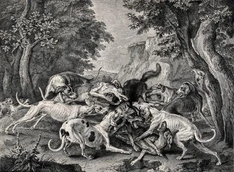 A pack of hounds attacking a wolf ferociously in a forest. Etching with eng.. Stock Illustration