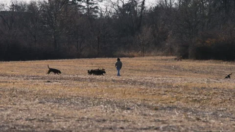 Pack of hunting dogs man walking field winter Stock Footage