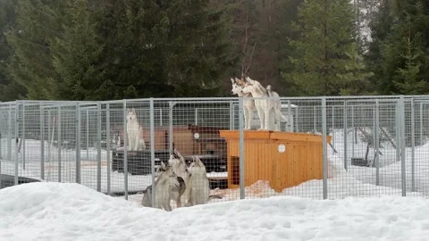 Pack of Huskies Sled dogs Siberian husky howling in their wooden house covered Stock Footage 306456953