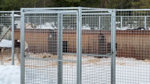 Pack of Huskies Sled dogs Siberian husky howling in their wooden house covered Stock Footage 306457005