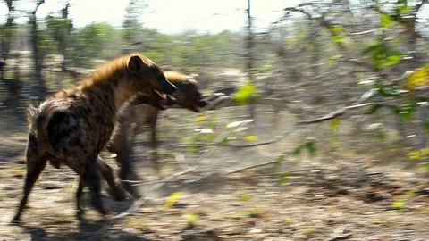 Pack of Hyenas Retreating from Lions Stock Footage 98038314