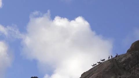 Pack of Iberian ibex standing on a ridge against the sky with moving clouds 库存影片 249885128