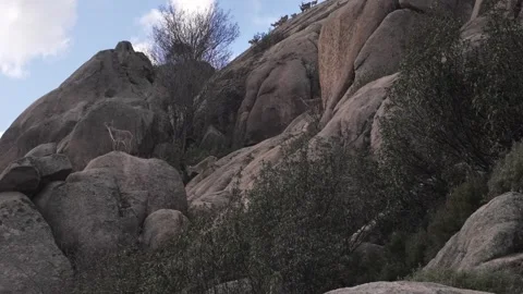 Pack of Iberian Ibex walking on a rock and looking around Stock Footage 245319392
