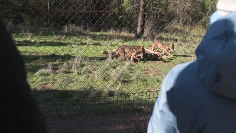 Pack of Iberian Wolves Running Near a Water Hole in a Natural Enclosure 스톡 동영상 333767585