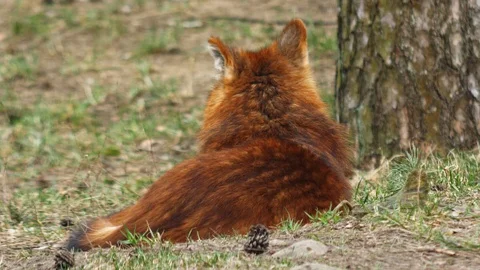 A pack of indian dholes playing inside Pench national park during wildlife Stock Footage 106288306