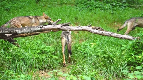 Pack of Indian gray wolves moving together in the forest, slow motion footage Stock Footage 341345743