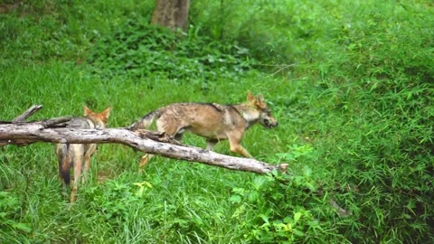 Pack of Indian gray wolves moving together in the forest. Stock Footage 341345745