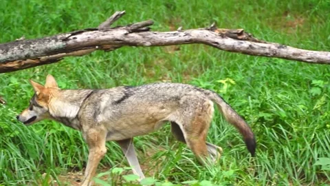 Pack of Indian gray wolves moving together in the forest, slow motion footage Stock Footage 341345910