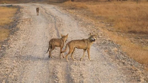 Pack of Indian Grey Wolf Stock Footage 199395898