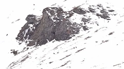 Pack of Italian wolves attack two chamois (Canis lupus italicus) Stock Footage 330460445