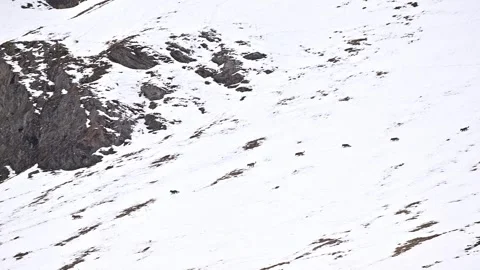 The pack, Italian wolves on snow (Canis lupus italicus) Stock Footage 330460679