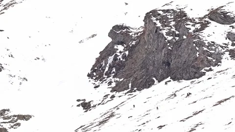 Pack of Italian wolves on snow (Canis lupus italicus) Stock Footage 330460932