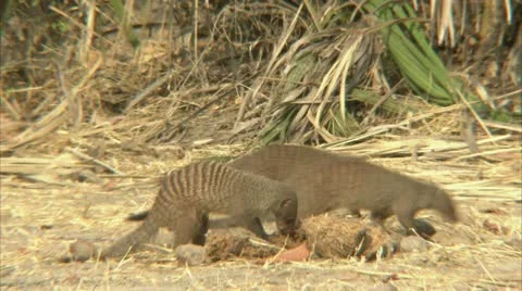 A pack of mongooses foraging in Niassa Reserve, Mozambique. Stock Footage 23818859