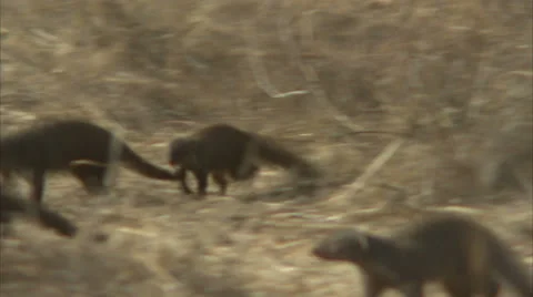 A pack of mongooses running through grass in Niassa Reserve, Mozambique. Stock Footage 22853700