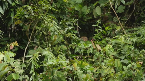 Pack of Monkeys in Jungle Socializing in the trees Stock Footage 56740524