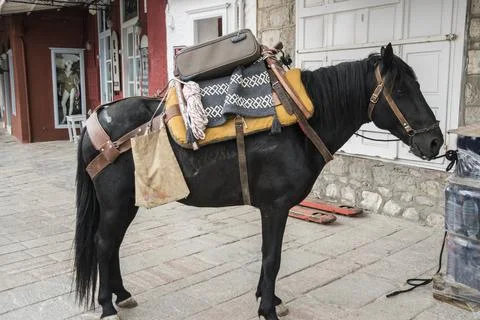A pack mule closeup Foto stock