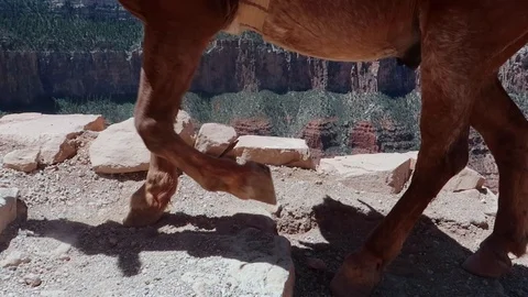 Pack of Mules Crossing Dirt Path at Grand Canyon National Park Stock Footage 94887713