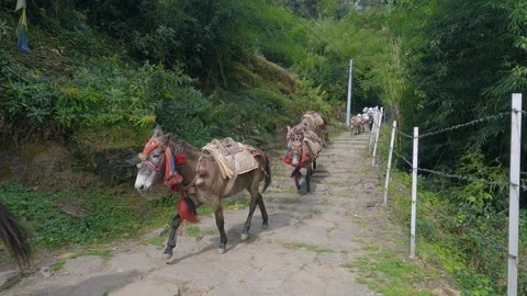 A pack of mules running along a stone-paved trail in a serene mountain fore.. Stock-Footage 311879982