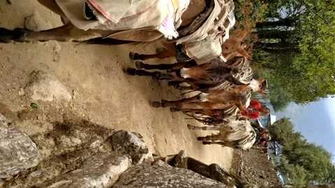 Pack mules with sacks on footpath in Nepal Stock Footage 283678161