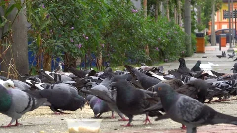 Pack of pigeons feeding on grains Stock Footage 139899266