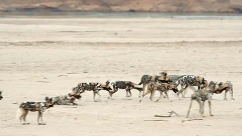 Pack of playful African wild dogs or painted dogs Stock Footage