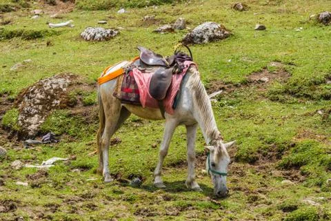 Pack pony Foto stock