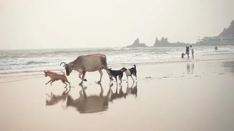 A pack of rabid dogs run after a cow on a sandy beach at sunset. Video stock 234023291