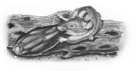 Pack Rat eating cactus fruit Stock Illustration