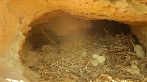 Pack rat nest in rock desert Stock Footage