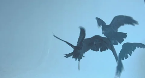 Pack of ravens. Stock Footage 68661681