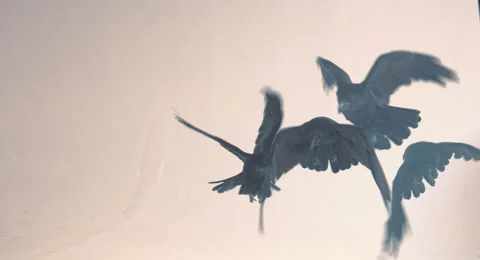 Pack of ravens. Stock Footage 68661751