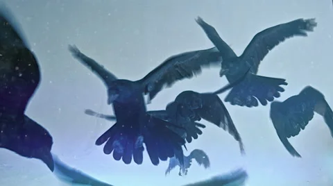 Pack of ravens. Stock Footage 68661886