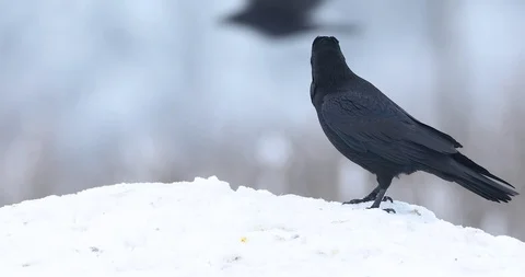 Pack of ravens. Stock Footage 86965887