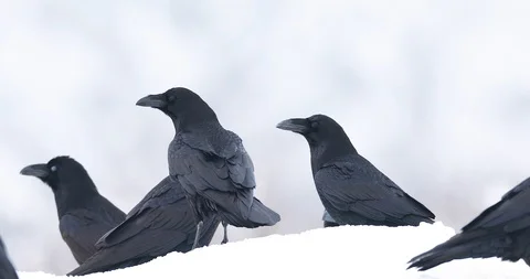 Pack of ravens. Stock Footage 86966120
