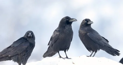 Pack of ravens. Stock Footage 86966542