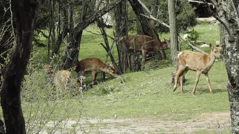 A pack of red deer in a meadow Stock Footage 74213032