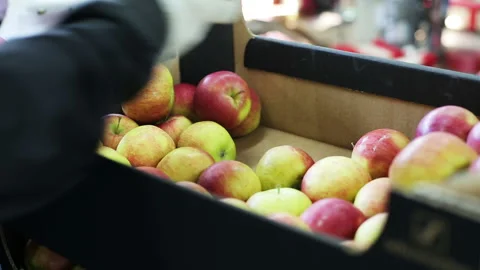 Pack ripe apples in bags. Workers wearing gloves. Close up. Food suppliers and r Stock Footage 199486859