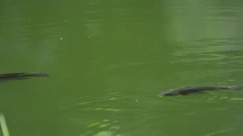 Pack of rivunile fish simming in muddy water Video stock 295527359