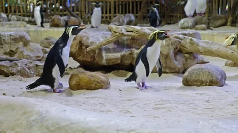 A pack of rockhopper penguins chase another one Видео 267827840