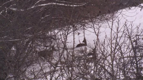 Pack of roe deer behind trees in the snow are startled Stock Footage 293055475