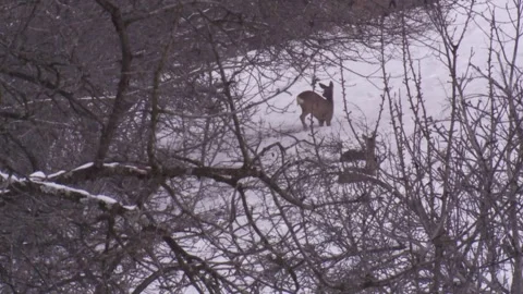 Pack of roe deer behind trees in the snow are startled Stock Footage 293055477