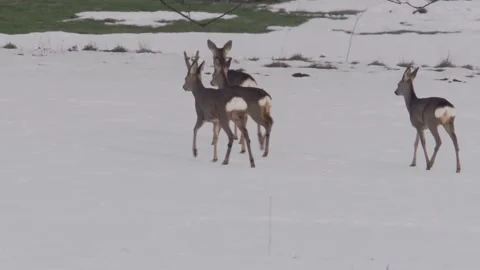 Pack of roe deer moves across a snowy area Stock Footage 293055584