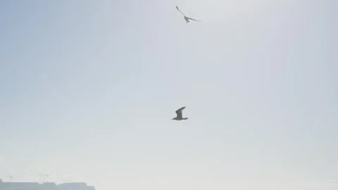 Pack of seagulls fly around in the blue sky over the harbor in Portugal Stock Footage 293614000