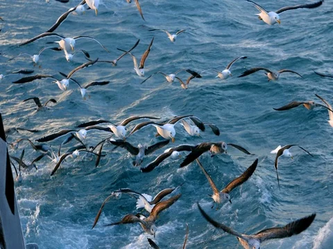 A Pack of Seagulls Flying Along Side Of The Boat Video stock 80448015