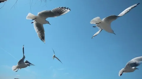 Pack of Seagulls flying blue sky in super slow motion Stock Footage 75347337