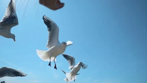 Pack of Seagulls flying blue sky in super slow motion Stock Footage 75347349