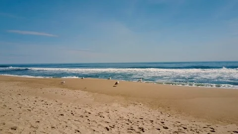 A pack of seagulls take flight along the coast of the East Hampton Main Beach Stock Footage 89594507